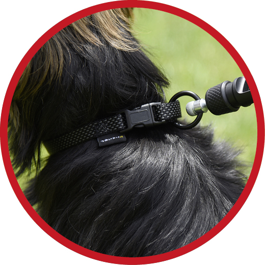 Hund_Live_geschlossen