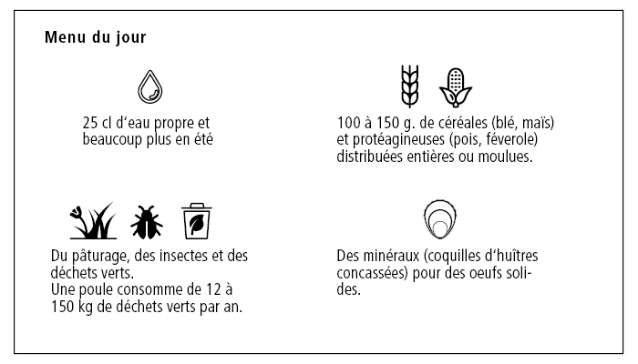 Alimentation des poules