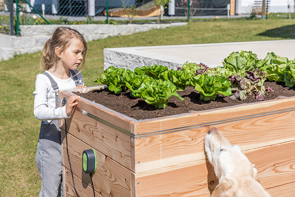 Kind und Hund stehen vor Salatbeet