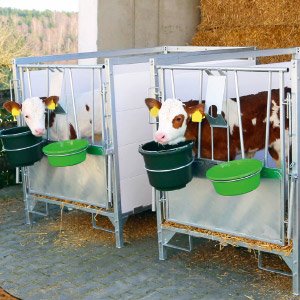 Zwei Kälber sehen aus modularen Kälberboxen heraus