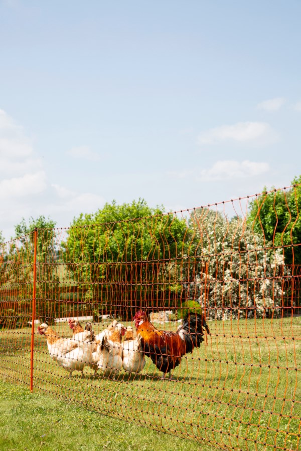 Filet à Volailles Kerbl Poultrynet Vert 25m X 106cm - Non électrifiable, Double Pointe | Pour Poules, Oies, Agneaux