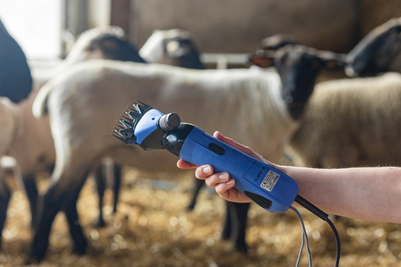 Tondeuses pour chevaux – silencieuses & puissantes | CH
