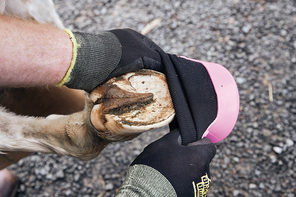Insert De Chaussette Pour Cheval Tubbease – Neuf – Aide Au Pansage
