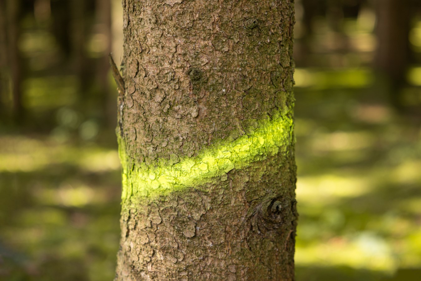 Spray De Marquage Forestier KWF KWF Orange 500ml ECOLL (Par 12