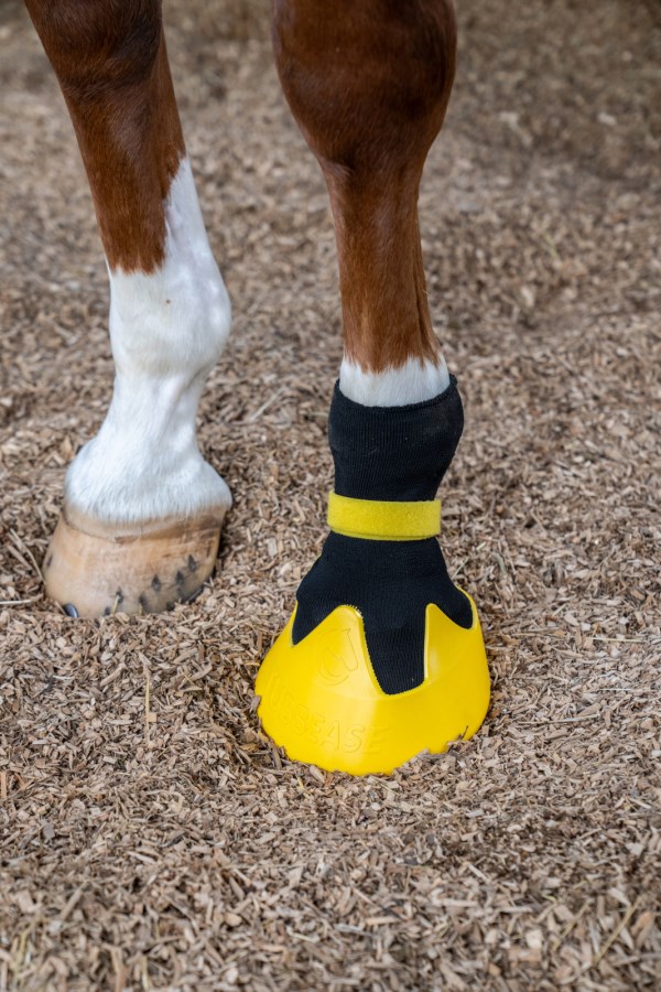 Chaussettes hautes Têtes de quétons