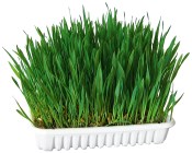 Herbe à ronger